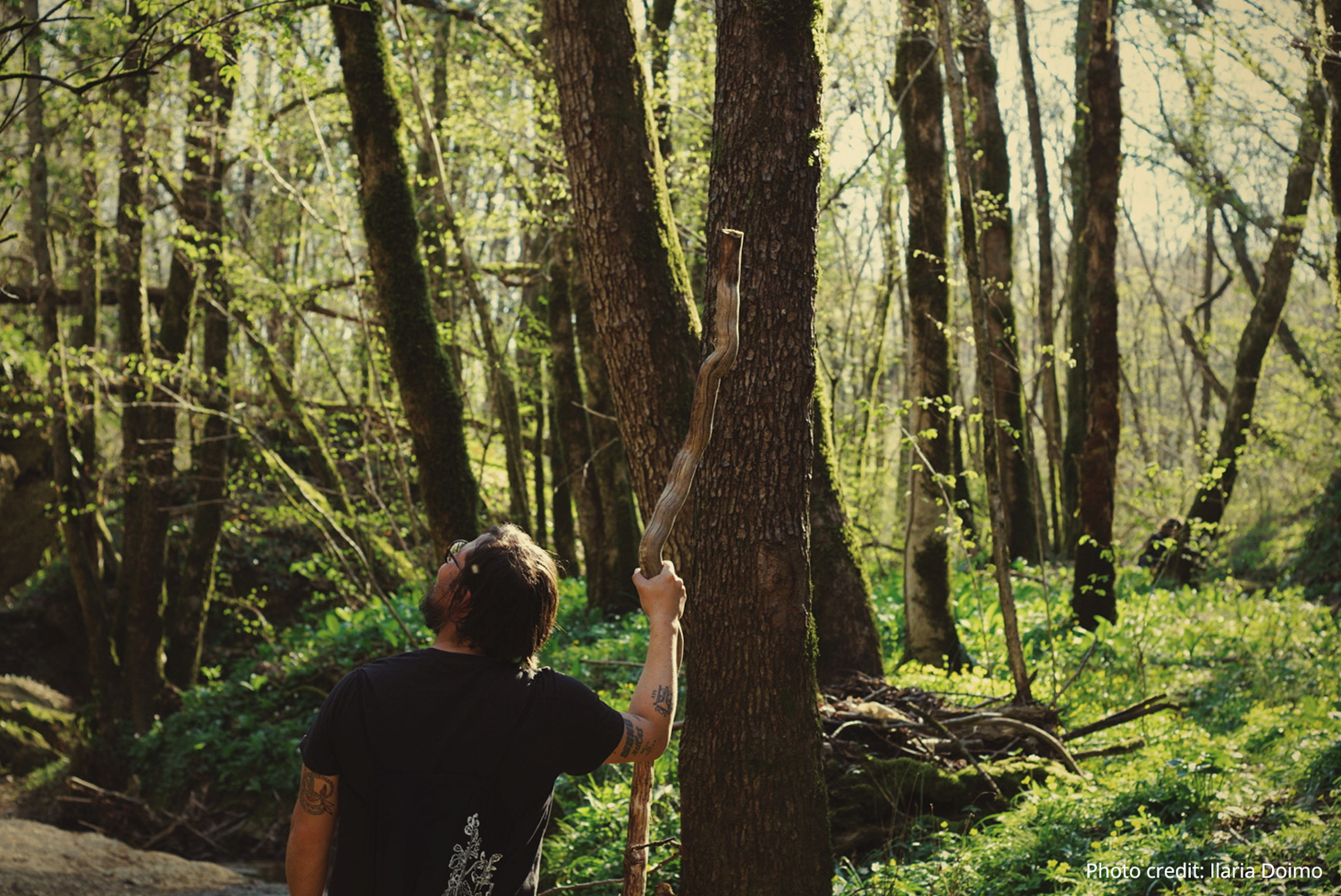 Forest by Ilaria Doimo