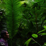 foresta ilaria doimo
