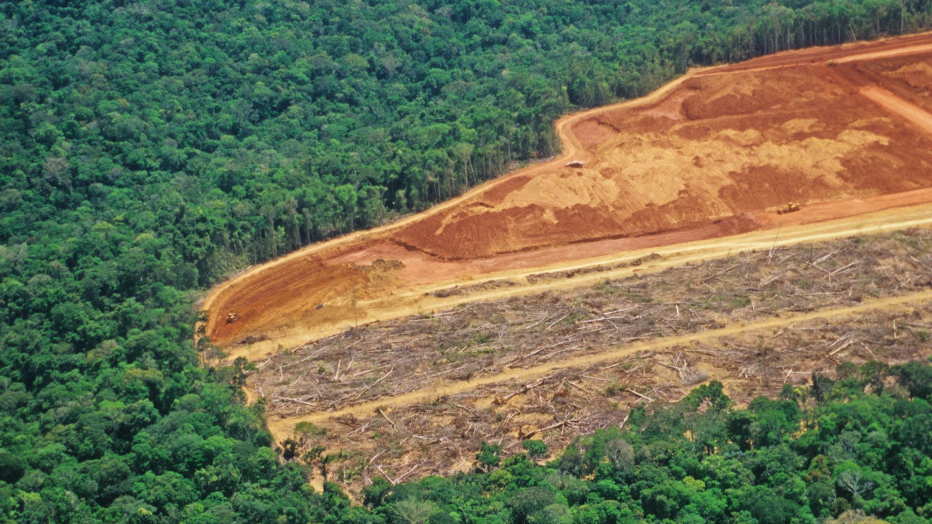 regolamento deforestazione