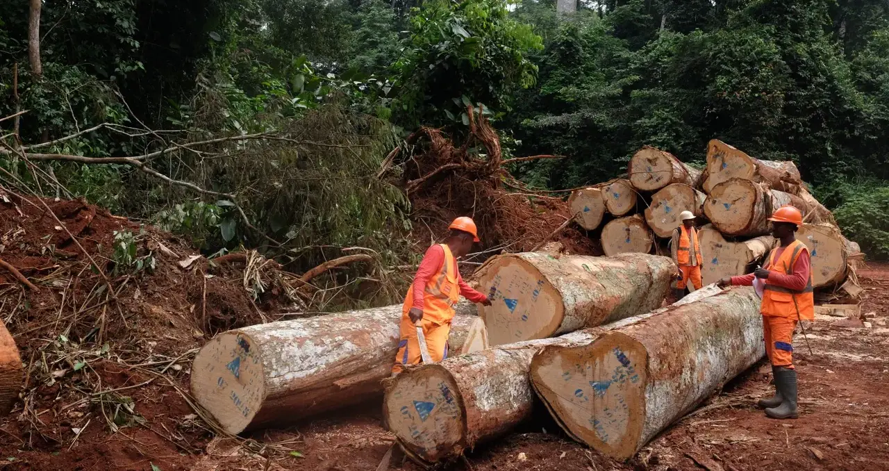 Legno responsabile: il percorso di Alpi verso filiere deforestation-free