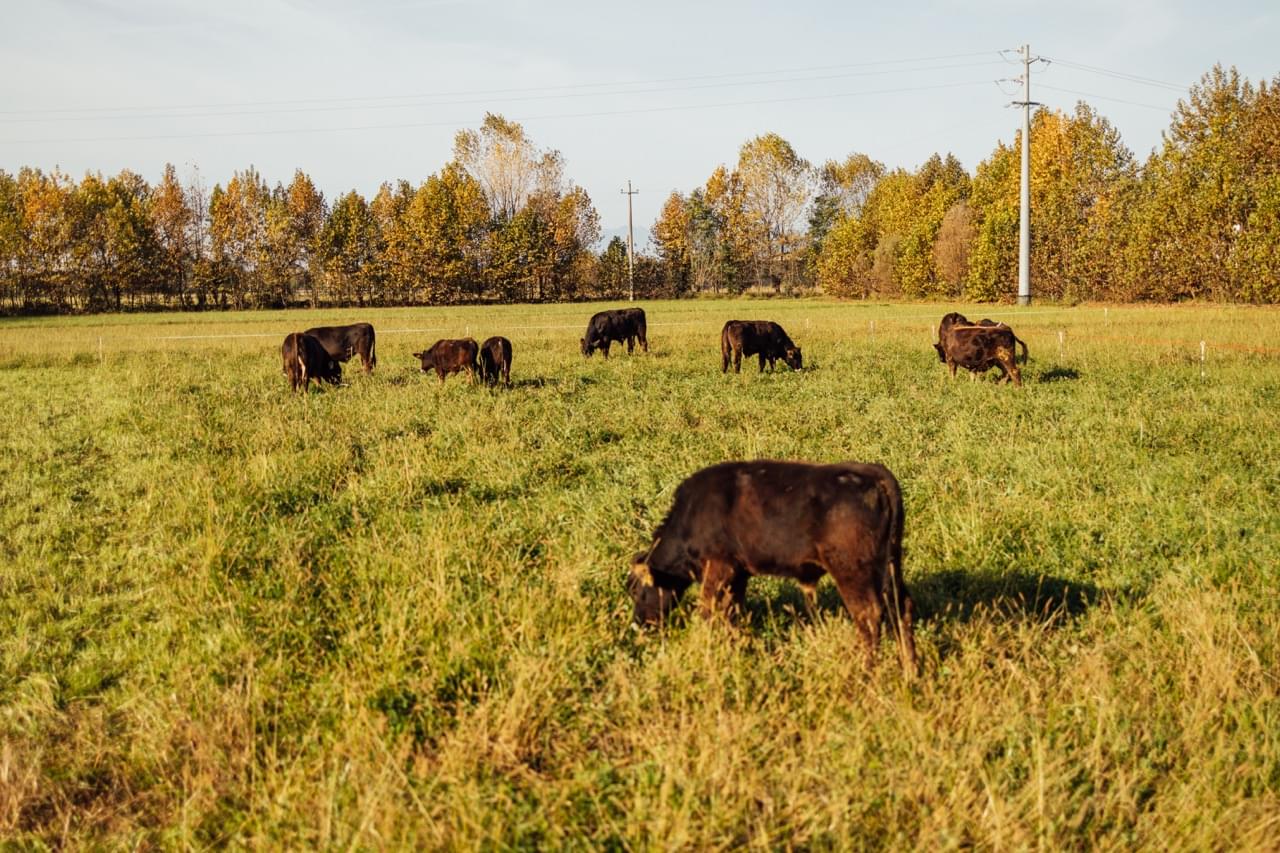 L’agricoltura rigenerativa rinnova il legame tra terra e impresa con pratiche che rigenerano il suolo e rafforzano la competitività agricola.